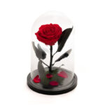forever_rose_25