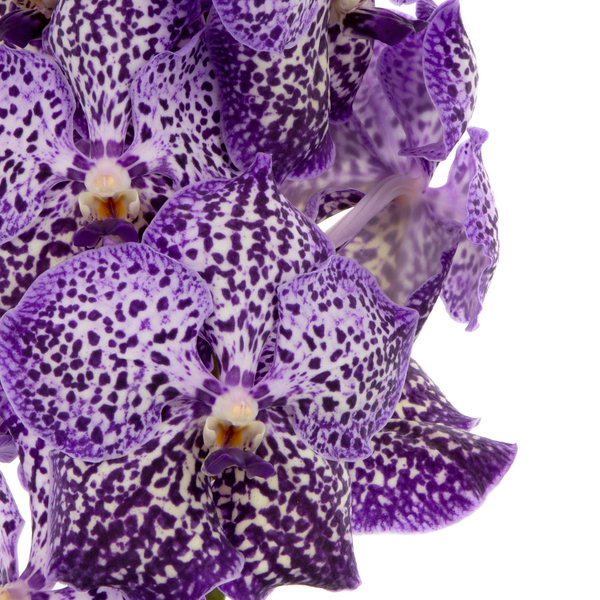 vanda_flowers