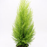 gold_crest