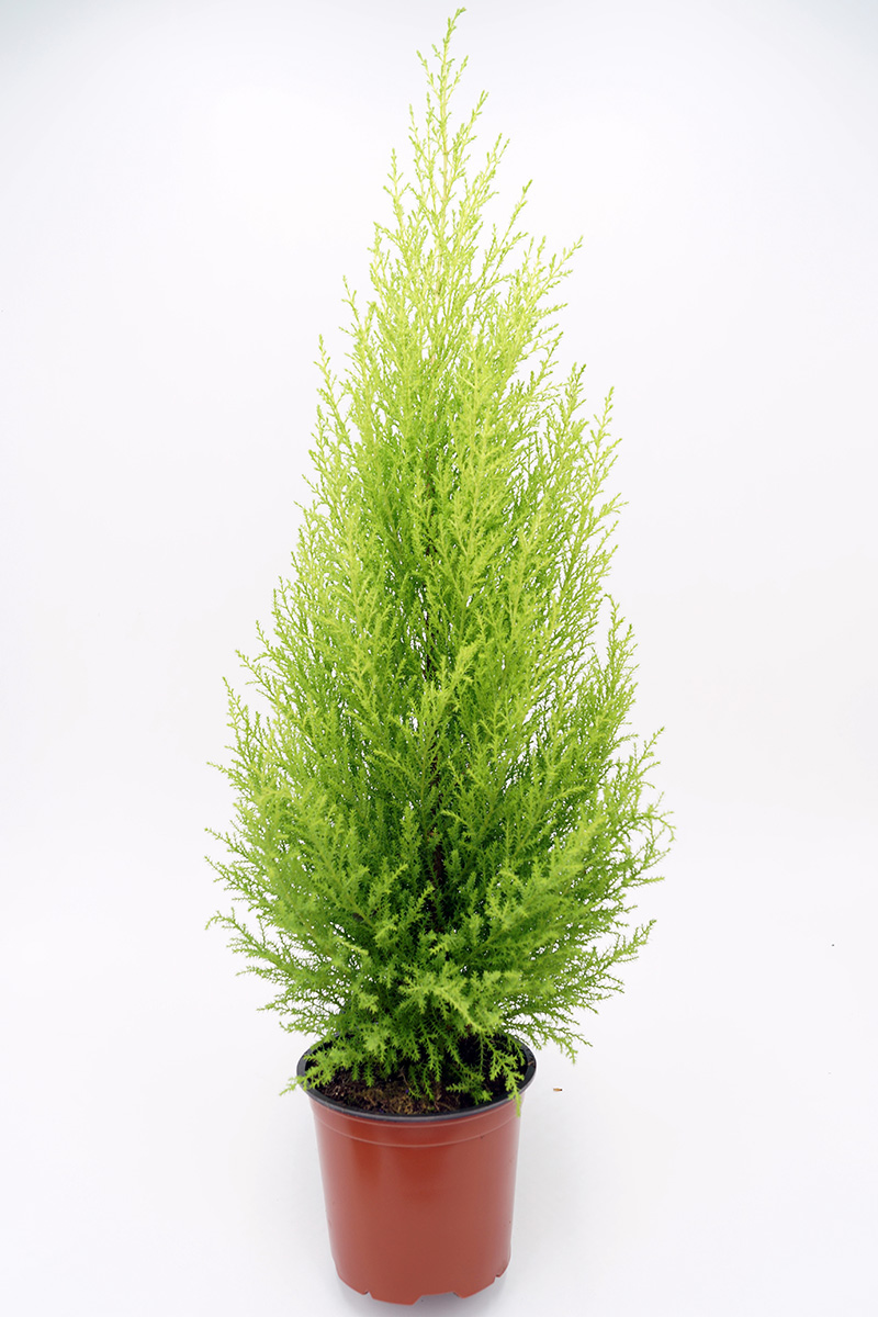 gold_crest