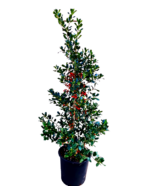 ilex_lefteris