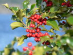 ilex-gki