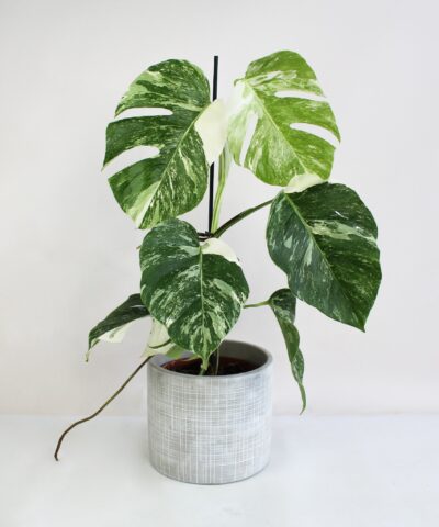 Monstera_deliciosa_Variegata